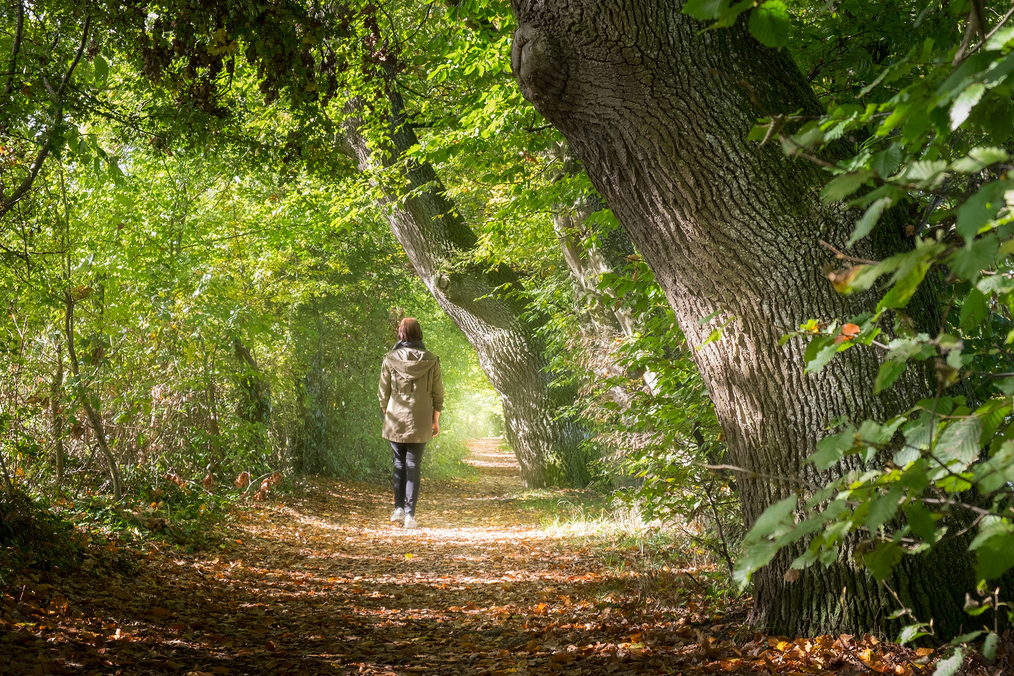 Les bienfaits insoupçonnés de la forêt sur la santé